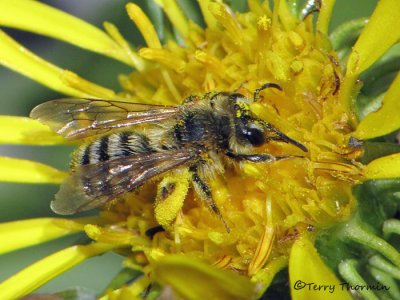 Andrenid Bees - Andrenidae of B.C.