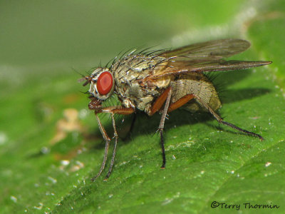 Anthomyiid or Muscid flies of B.C.