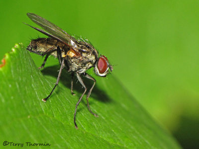 Anthomyiid or Muscid flies of B.C.