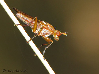 Marsh Flies - Sciomyzidae of B.C.