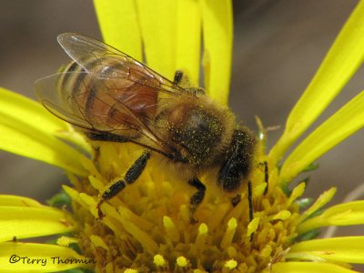 Apis melifera - Honey Bee 1a.jpg