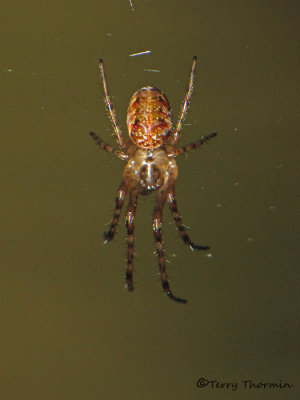 Araneidae - Orb-weaver Spider A1a.jpg