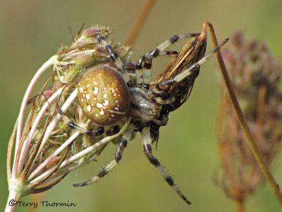 Araneus trifolium - Shamrock Spider 1a.jpg