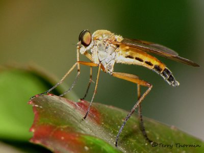 Snipe Flies - Rhagionidae of B.C.