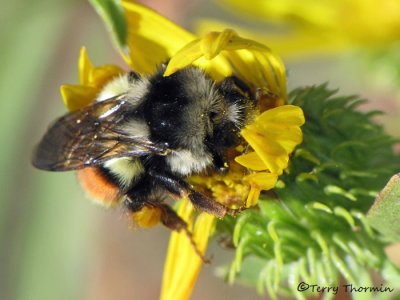 Bombus sp. - Bumblebee 1a.jpg