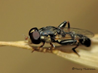 Syritta pipiens male - Flower Fly A1a.jpg