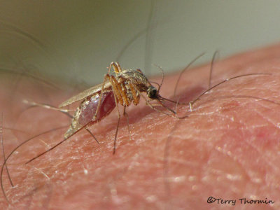 Mosquitoes - Culicidae of B.C.