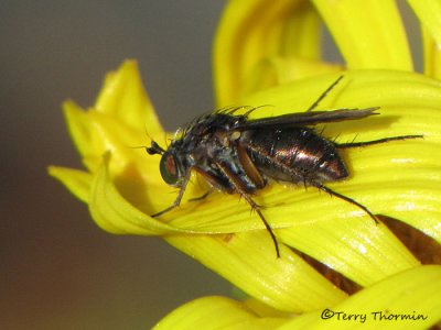 Long-legged Flies - Dolichopodidae of B.C.