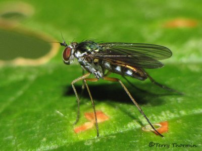 Dolichopus sp. - Long-legged Fly A1a.jpg