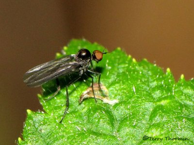 Dance Flies - Empididae of B.C.