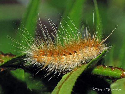 Estigmene acrea - Salt Marsh Caterpillar 1a.jpg