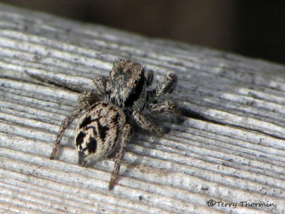 Habronattus americanus - Jumping Spider female 2a.jpg