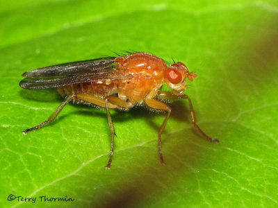 Dryomizid flies - Dryomizidae of B.C.