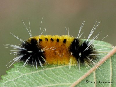 Lophocampa maculata - Spotted Tussock Moth caterpillar A2a.jpg