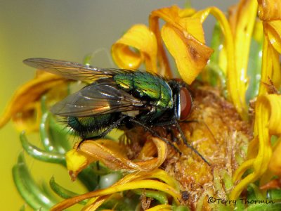 Lucilia sp. - Greenbottle Fly A1a.jpg