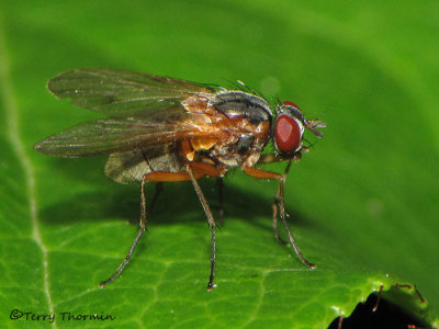 Muscid Flies - Muscidae of B.C.