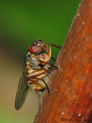 Muscidae - Muscid Fly B1a.jpg