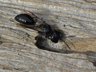 Digger Wasps - Crabronidae of B.C.