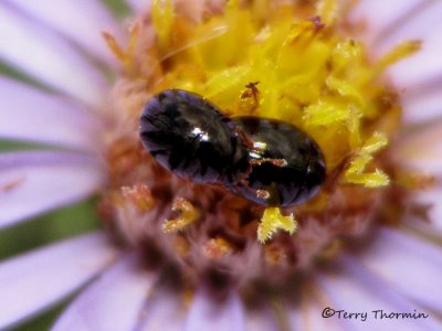 Shining Flower Beetles - Phalacridae of B.C.