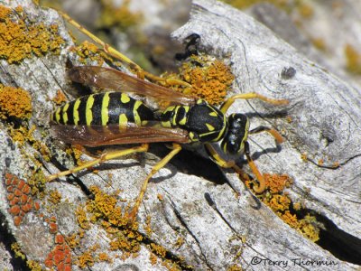 Hornets, Yellowjackets and Potter Wasps - Vespidae of B.C.