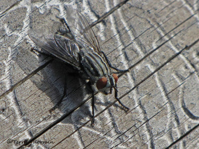 Flesh Flies - Sarcophagidae of B.C.
