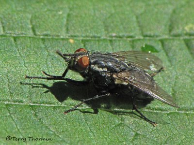 Sarcophagidae - Flesh Fly B1a.jpg