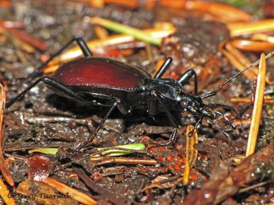 Ground Beetles - Carabidae of B.C.