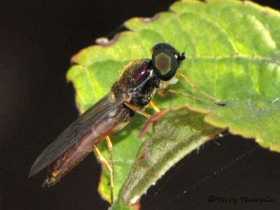 Soldier Flies - Stratiomyidae of B.C.