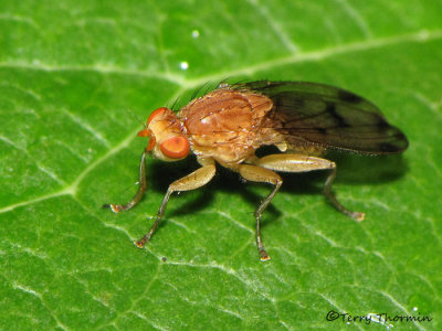 Heleomyzid Flies - Heleomyzidae of B.C.