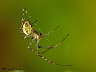 Theridiidae - Cobweb Spider A1a.jpg