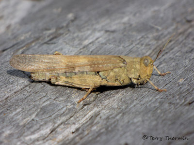 Trimerotropis sp. probably pallidipennis - Pallid-winged Grasshopper 9a.jpg