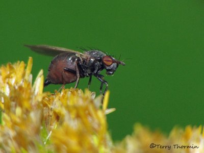 Lauxaniid Flies - Lauxaniidae
