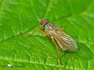 Muscidae - Muscid Fly C1a.jpg