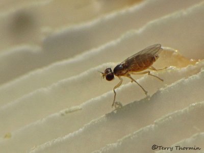 Anthomyzid flies - Anthomyzidae