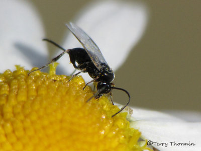 Braconid Wasps - Braconidae