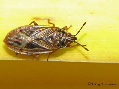 Chilacis typhae - Cattail Bug 6a.jpg