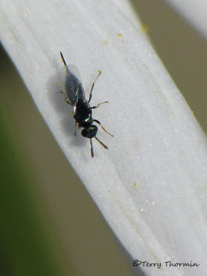 Eulophidae - Eulophid Wasp B1a.jpg