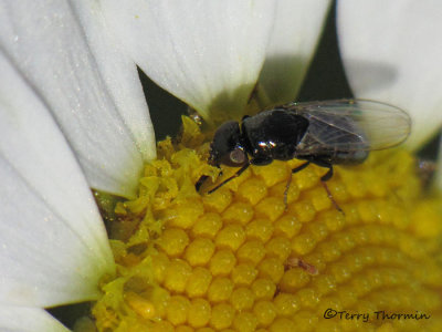 Freeloader Flies - Milichiidae