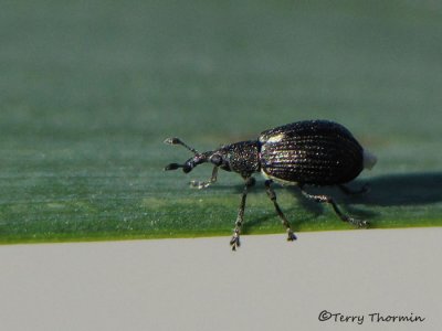 Weevils and their relatives - Curculionoidea