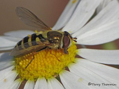 Flower Flies - Syrphidae