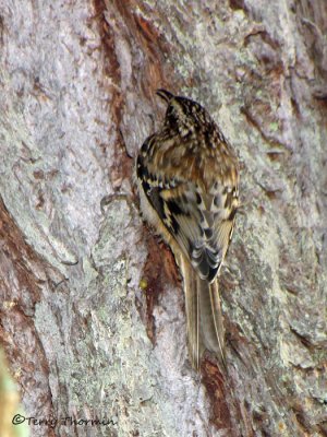 Brown Creeper 1b.jpg