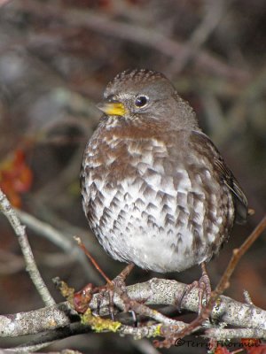 Fox Sparrow - West Coast supspecies 8a.jpg