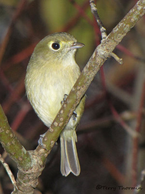 Vireos