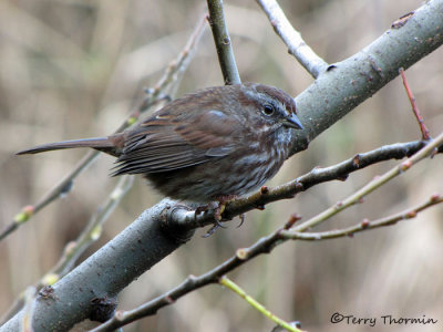 Song Sparrow - West Coast supspecies 18a.jpg