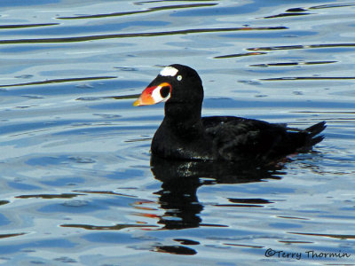 Surf Scoter 10a.jpg