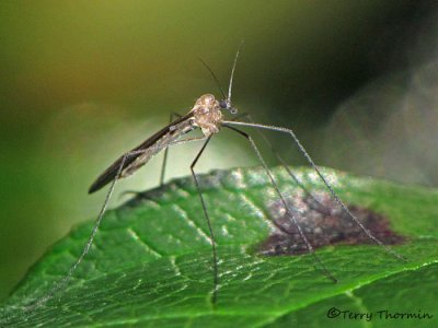 Tipulidae - Crane Fly A1a.jpg