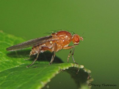 Heleomyzidae - Heleomyzid Fly A1a.jpg