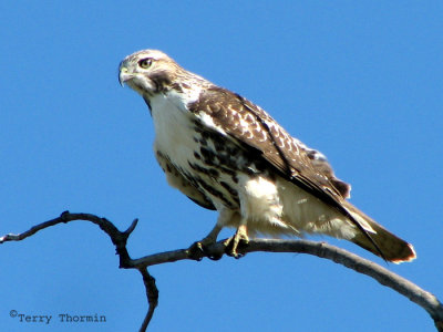 Red-tailed Hawk 1.jpg
