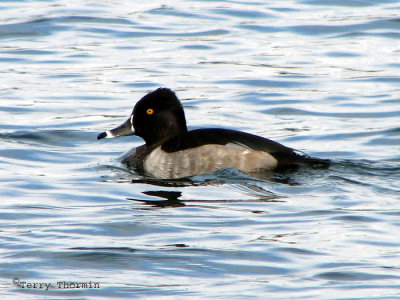 Ring-necked Duck 6.jpg