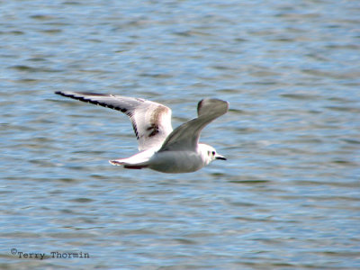 Bonapartes Gull immature in flight 1.jpg